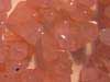 Faceted Amethyst, Orissa gems Exporters