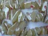 MOP Chips Uncut Chips First Quality