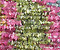 Multi turmaline chips uncut, uncut chips jewelry
