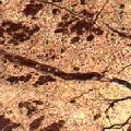 miragebrown
